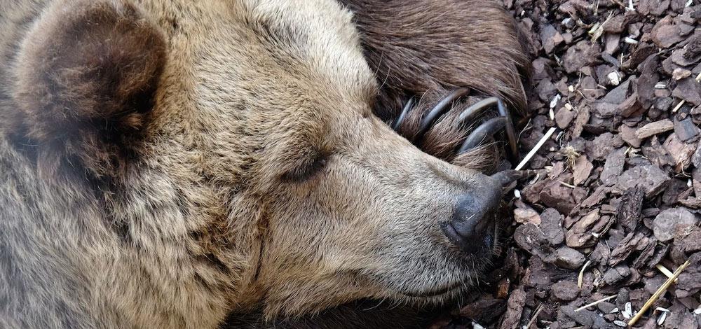 Hibernation