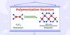 What is a Polymer? - GeeksforGeeks