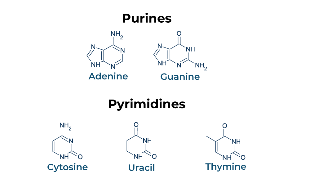 purine and pyrimidine nucleotides