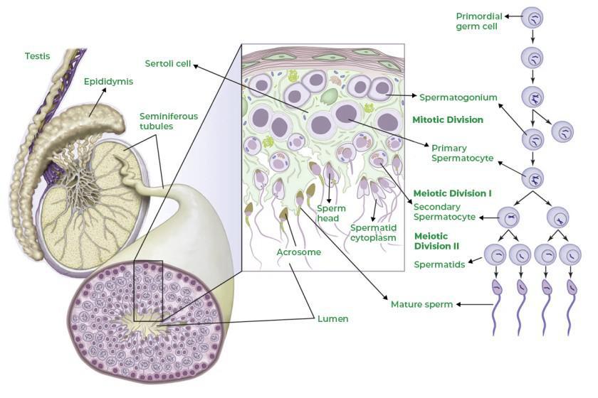 Gametogenesis Spermatogenesis And Oogenesis GeeksforGeeks