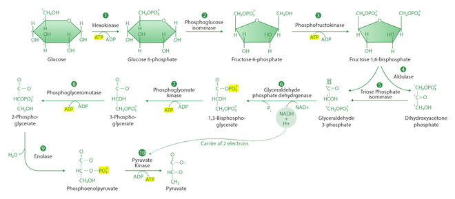 Difference Between Glycolysis and Krebs Cycle - GeeksforGeeks