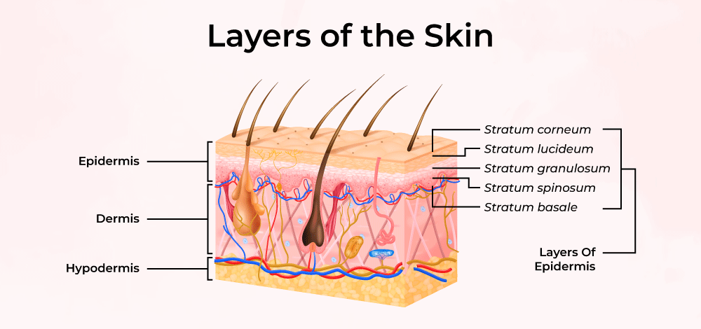 Which Of The Following Is A Metabolic Function Of Skin