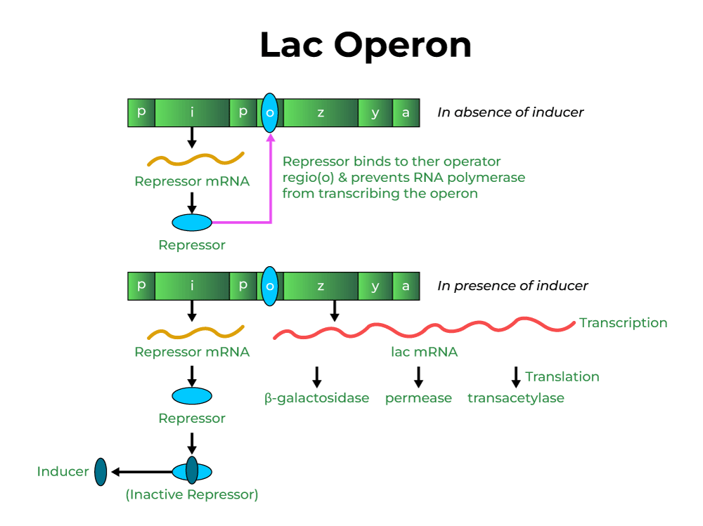 Solved Normal function of the lac operon means that the cell