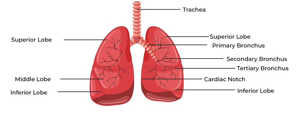 Outer Tie Rod End Pair For 1995-2004 Toyota Tacoma - Left & Right Set, Greasable