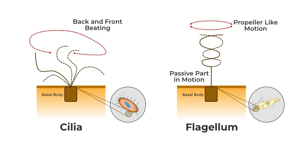 Cilia and Flagella