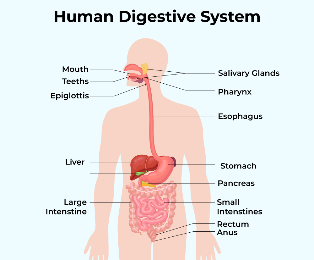 Human Digestive System