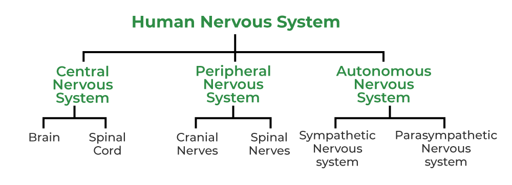 Human Nervous System