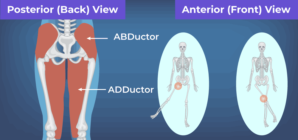 Difference Between Abductor And Adductor Muscles GeeksforGeeks