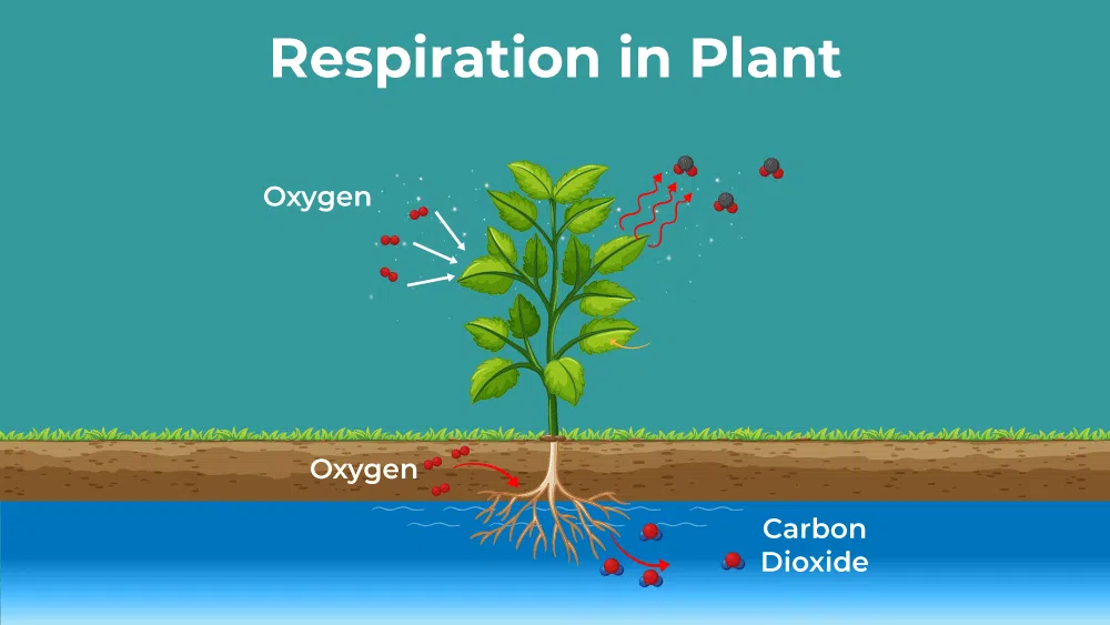 CBSE Class 10 Science Notes Chapter 5 Life Processes GeeksforGeeks CBSE Class 10 Science Notes Chapter 5 Life Processes GeeksforGeeks