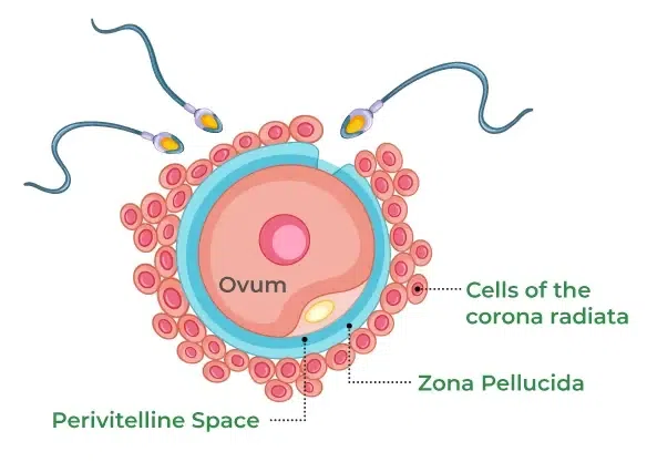 Fertilization