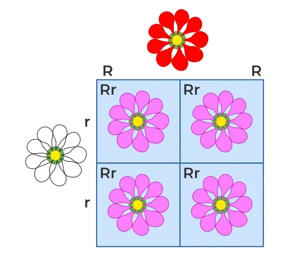 Non-Mendelian Inheritance - Types, Examples, and FAQs