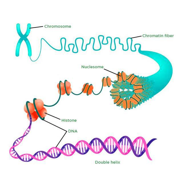 Chromatin