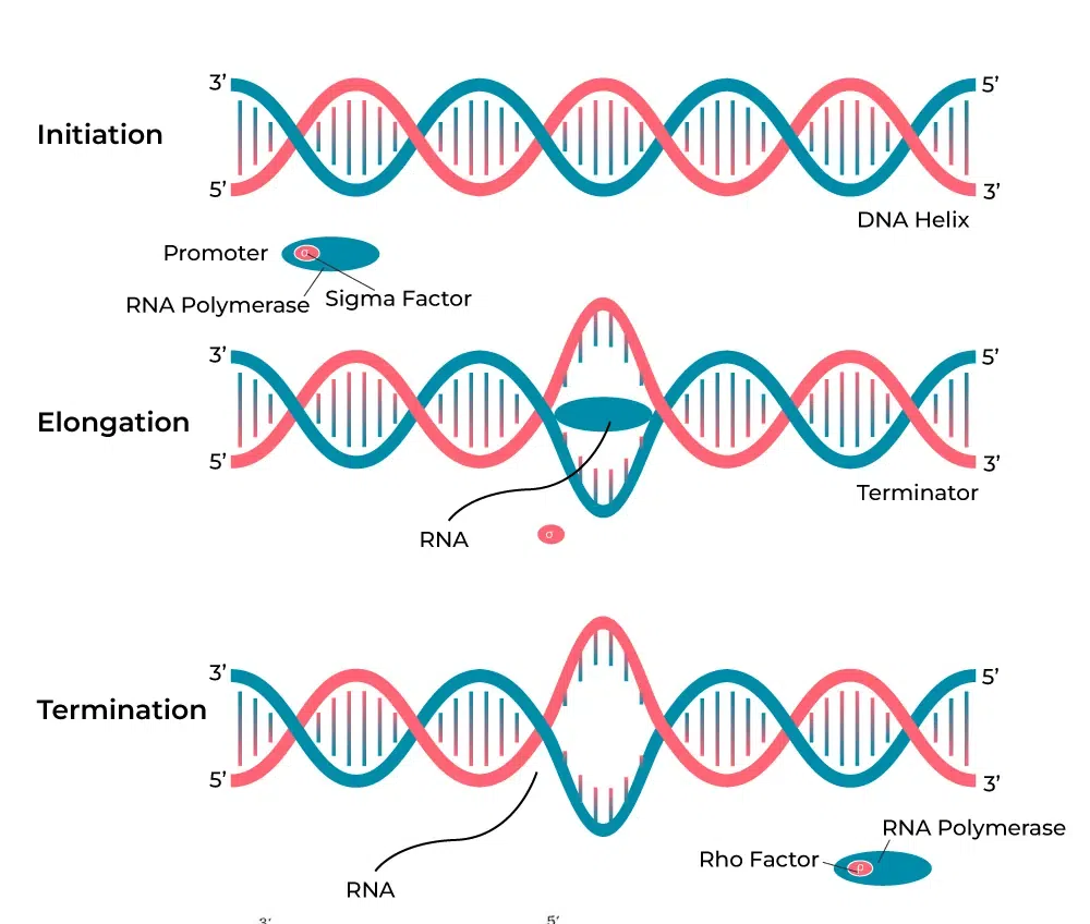 Mechanism of Transcription