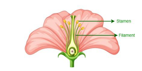 Androecium