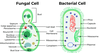 Difference Between Bacteria And Fungi - GeeksforGeeks