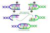 NCERT Notes Biology Class 12 Chapter 9 Biotechnology: Principles and ...