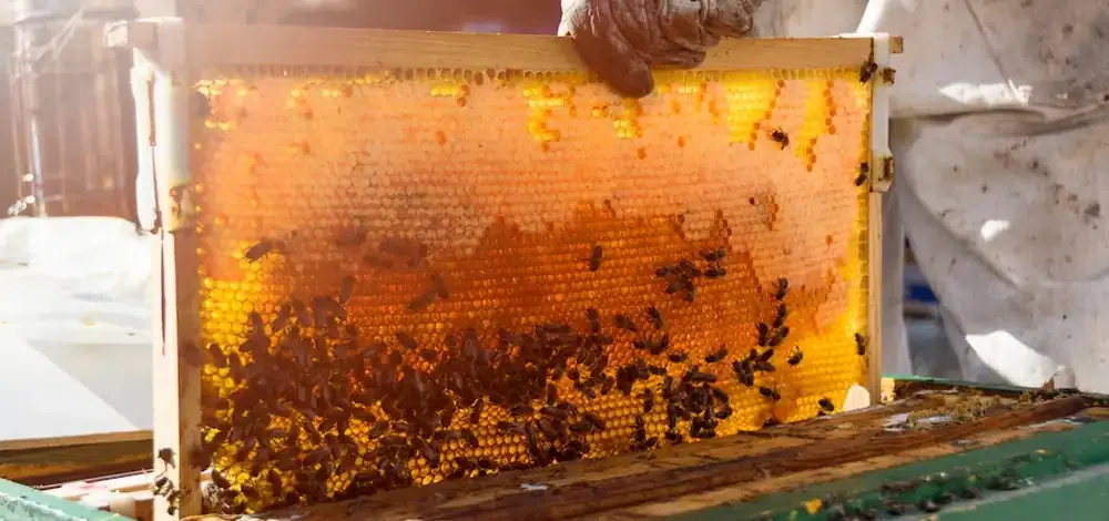 Bee Keeping