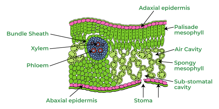 Dorsoventral Leaf