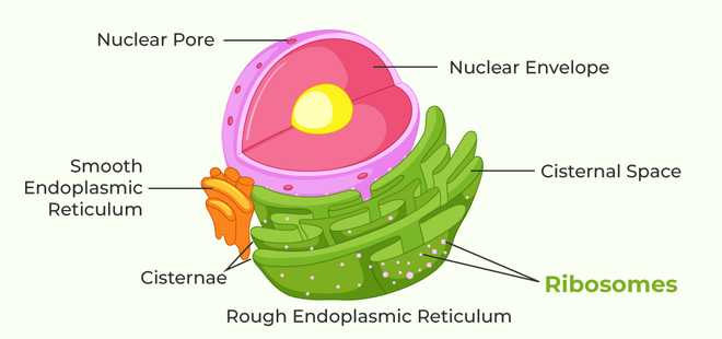 ribosomes