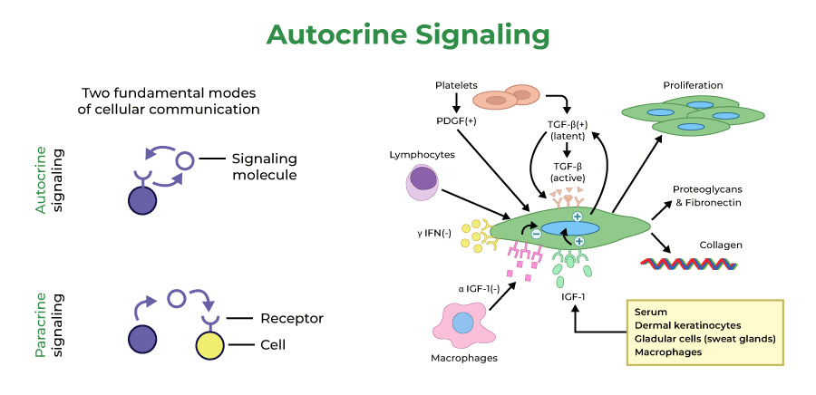 Autocrine Signaling