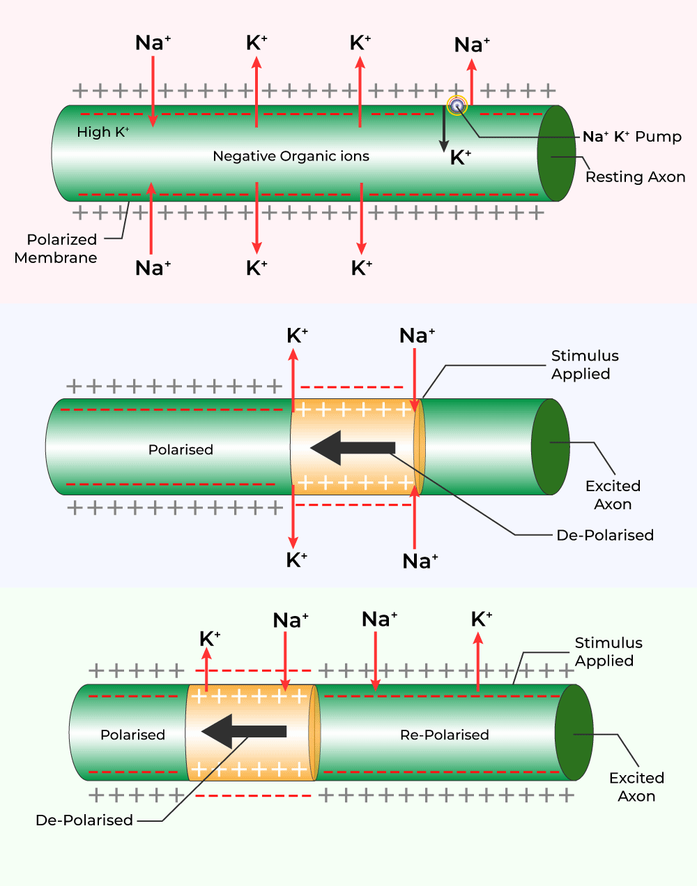 Conduction of Impulse