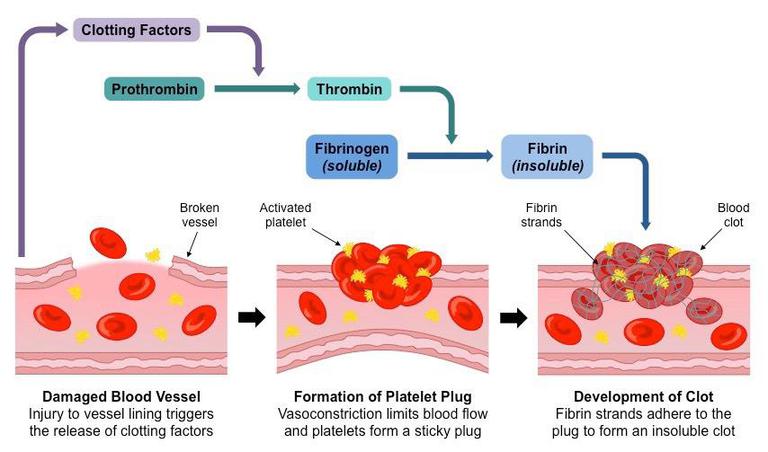 Blood Floding Body Fluids and Circulation - GeeksforGeeks