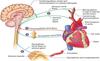Regulating Heart Activity Body Fluids and Circulation - GeeksforGeeks