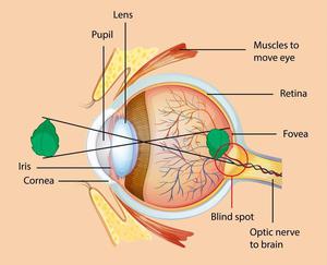 Eye Seeing System List of Five Sense Organs and Their Functions - GeeksforGeeks