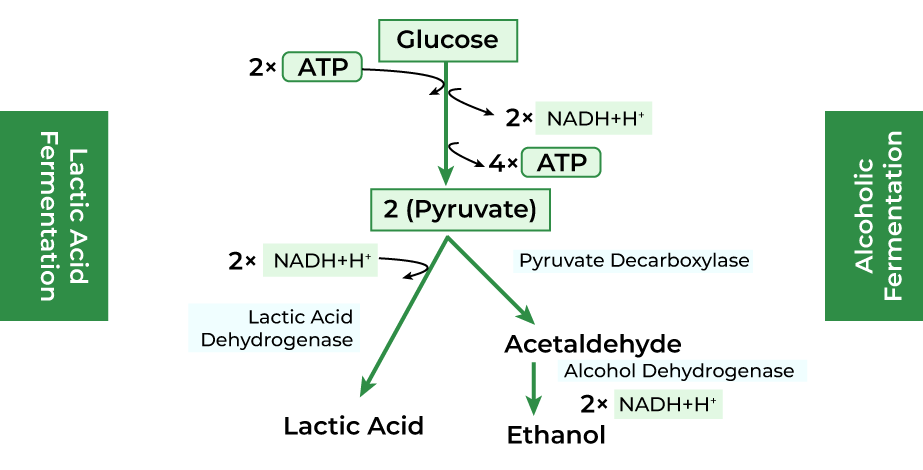 Fermentation