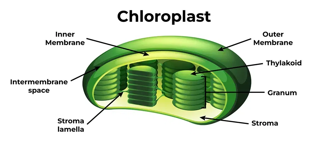 Chloroplasts Diagram Structure And Functions GeeksforGeeks
