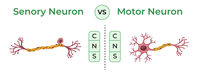 Difference Between Sensory And Motor Neurons - GeeksforGeeks