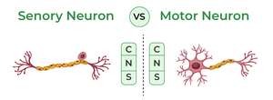 Difference Between Sensory And Motor Neurons - GeeksforGeeks