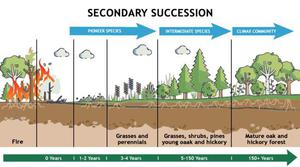 Difference Between Primary And Secondary Succession - GeeksforGeeks