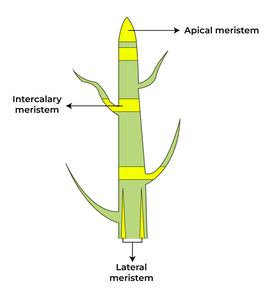 Meristematic Tissue