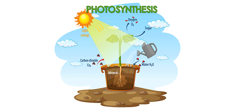 Photosynthesis