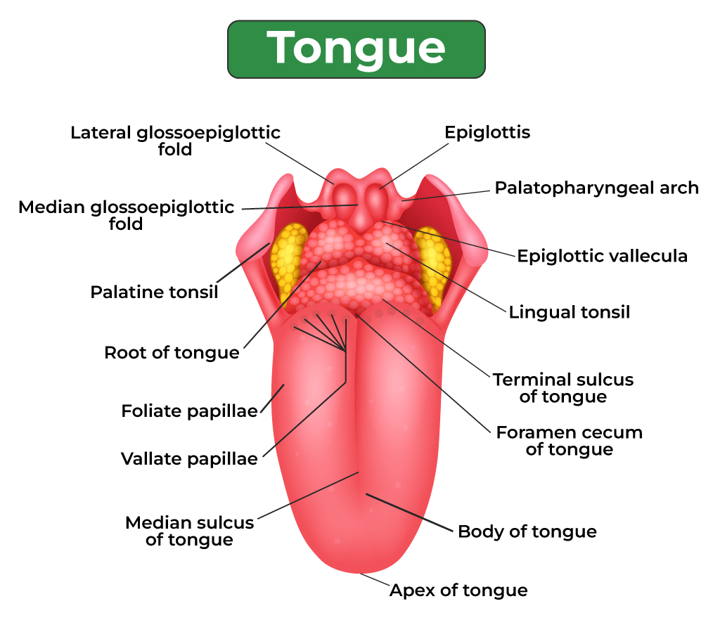 Tongue Structure Parts Of Tongue GeeksforGeeks Tongue Structure Parts Of Tongue GeeksforGeeks