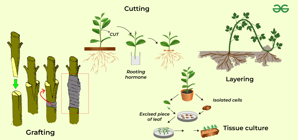 Vegetative Asexual Reproduction