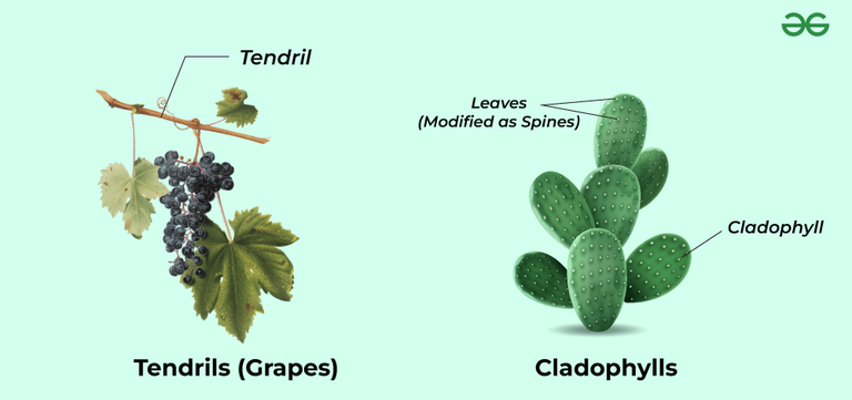 Leaf -Structure, Characteristics Notes CBSE Class-11 - GeeksforGeeks