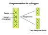 What is Fragmentation? - GeeksforGeeks