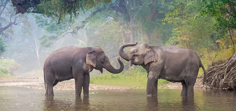 Wildlife Sanctuary GeeksforGeeks