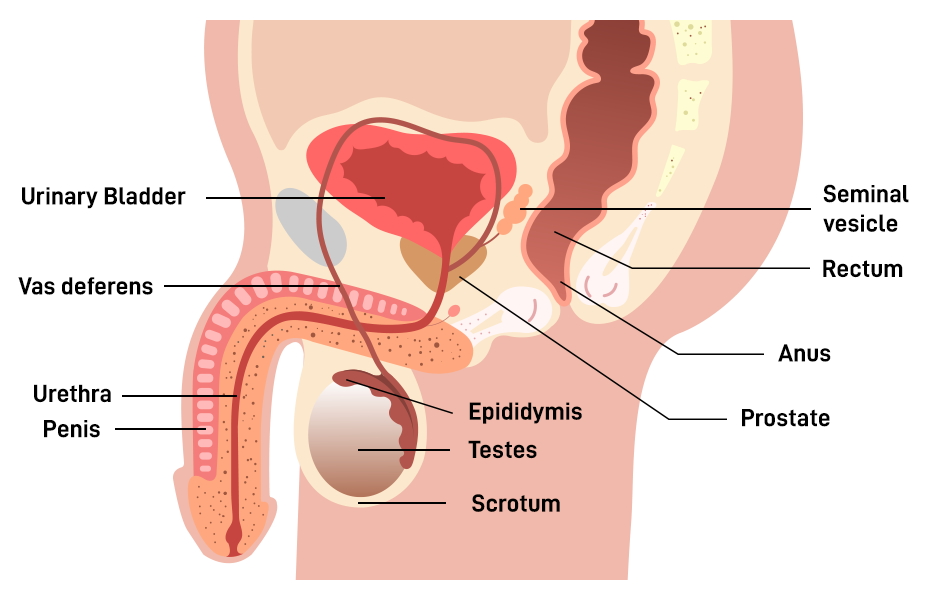 Male-Reproductive-System