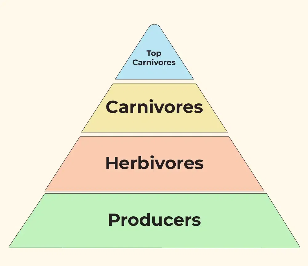 pyramid of numbers diagram