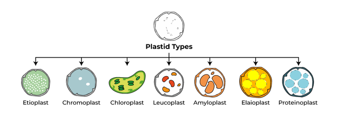 Plastid