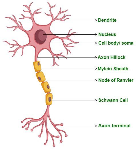 Labelled Diagram Of Neuron With Detailed Explanations GeeksforGeeks