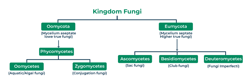 Kingdom Fungi GeeksforGeeks Kingdom Fungi GeeksforGeeks