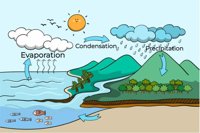 Condensation - Biology Simple