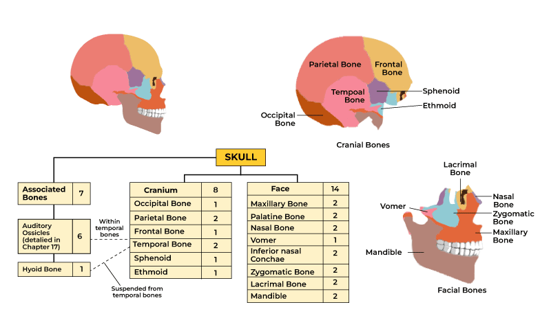 14 Facial Bones Diagram USA Wholesale | brunofuga.adv.br