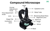 Compound Microscope - GeeksforGeeks