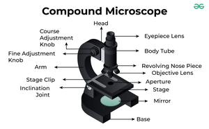 Compound Microscope - GeeksforGeeks