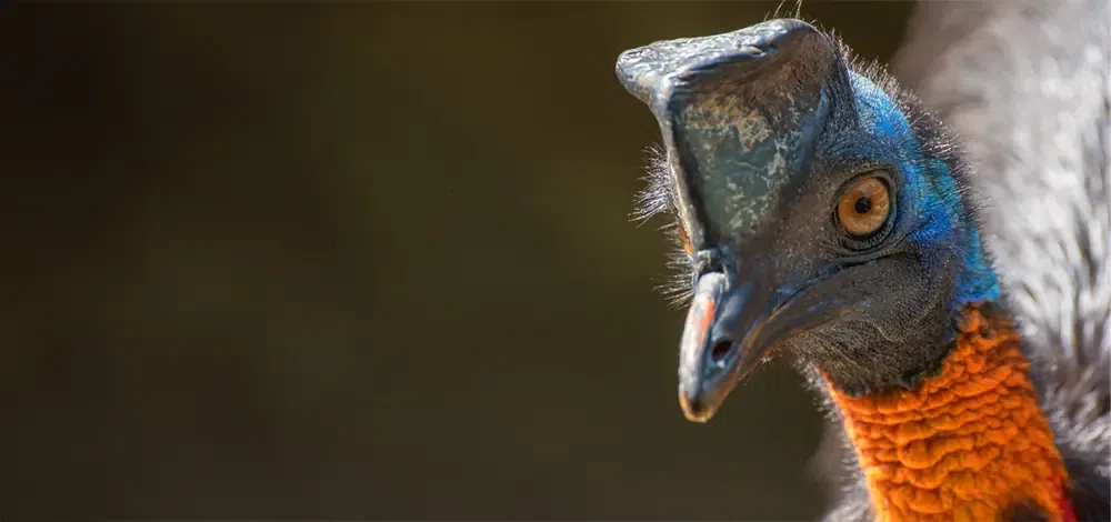 Northern Cassowary